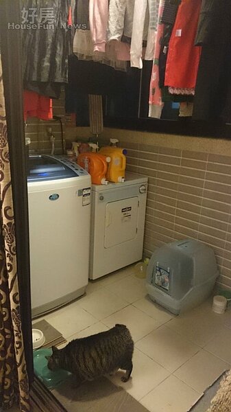 8.陽台除了晾衣服,也是貓咪的活動空間。