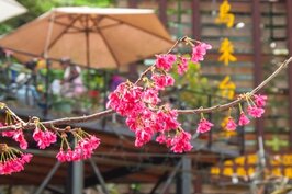 烏來櫻花季即將進入尾聲，趁著228三天連假，趕緊去賞花吧！