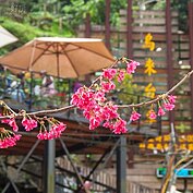 烏來櫻花季即將進入尾聲，趁著228三天連假，趕緊去賞花吧！