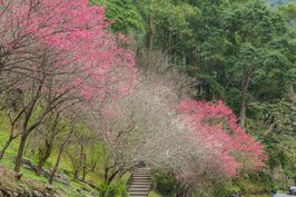 櫻花公園的櫻花綻滿枝頭。