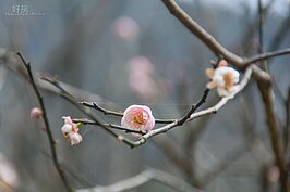部分櫻花花期比較早，因此顯得疏疏落落。
