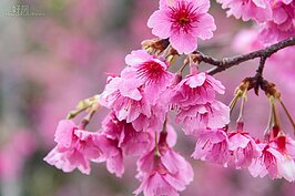 櫻花公園一景。