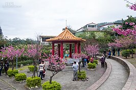 櫻花公園不大，但是櫻花盛開時景致十分美麗。