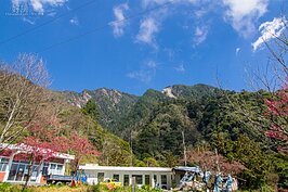 由花蓮進入台八線中橫公路東段，沿途都可看到盛開的櫻花。整個花季由過年前一直延續到四月初。