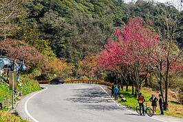 中橫沿線開滿櫻花，吸引許多遊客停車欣賞。