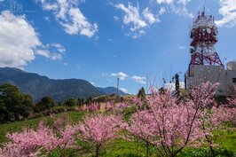 武陵櫻花名聞遐邇，很多人都不知道，其實不到一個小時車程的福壽山，櫻花綻放不輸武陵，而且沒有一堆擁擠的遊客。