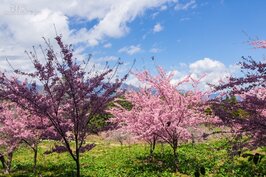 福壽山櫻花一景。