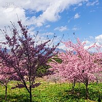 賞花兼眺望台灣百岳，福壽山四季花開
