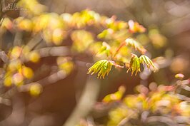 楓葉嫩芽開展於枝頭上，宣告春天已經到來。