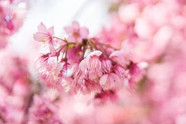 福壽山農場櫻花一景。