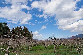 農場果樹一景。