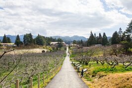 農場步道兩旁都是果樹，預計五月底開始就可品嚐到水蜜桃以及蜜蘋果。