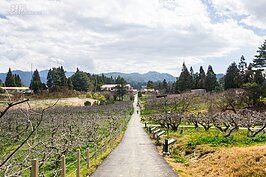 農場步道兩旁都是果樹，預計五月底開始就可品嚐到水蜜桃以及蜜蘋果。
