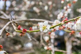 雖然已經入春，在3月初還可看到梅花盛開。