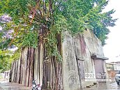 情人節守護飛雁新村老樹