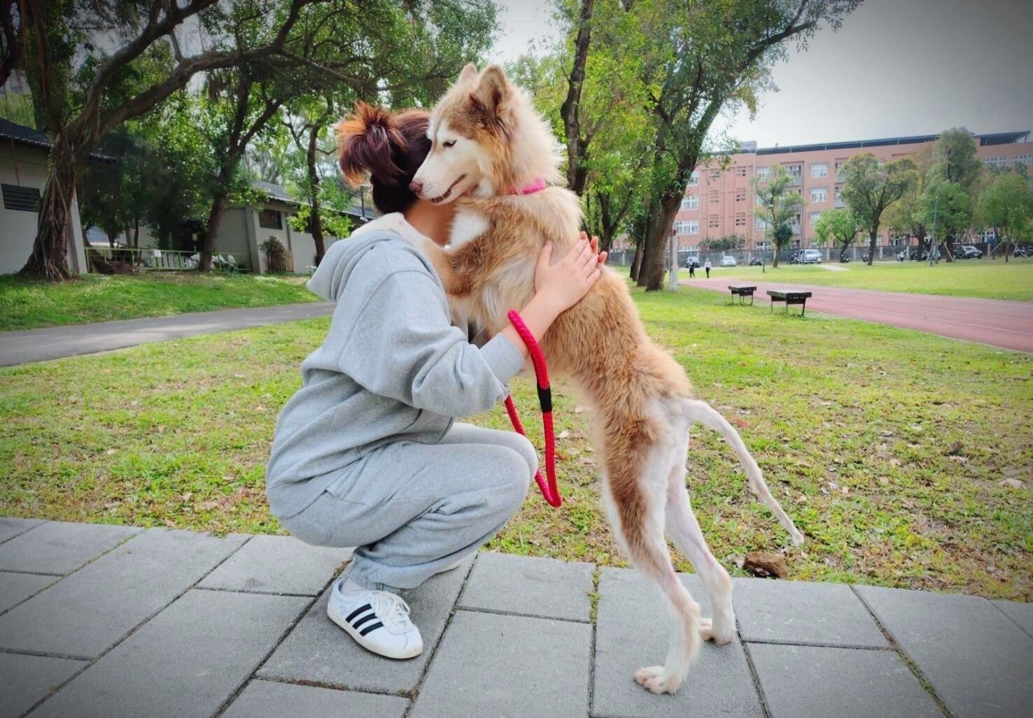 桃市府全力將桃園打造為最具幸福感的「動物友善城市」。圖：市府提供
