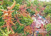 枋山芒果花開　5月上市
