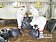 又檢出H5N2　新豐撲殺4萬4千肉雞