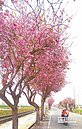 雲縣最長櫻花大道　花開似錦