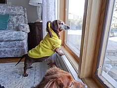 也有網友怕毛小孩受到霾害影響，將其關在家中；毛小孩忍不住看著窗外，心想：為甚麼麻麻不讓我出去玩。