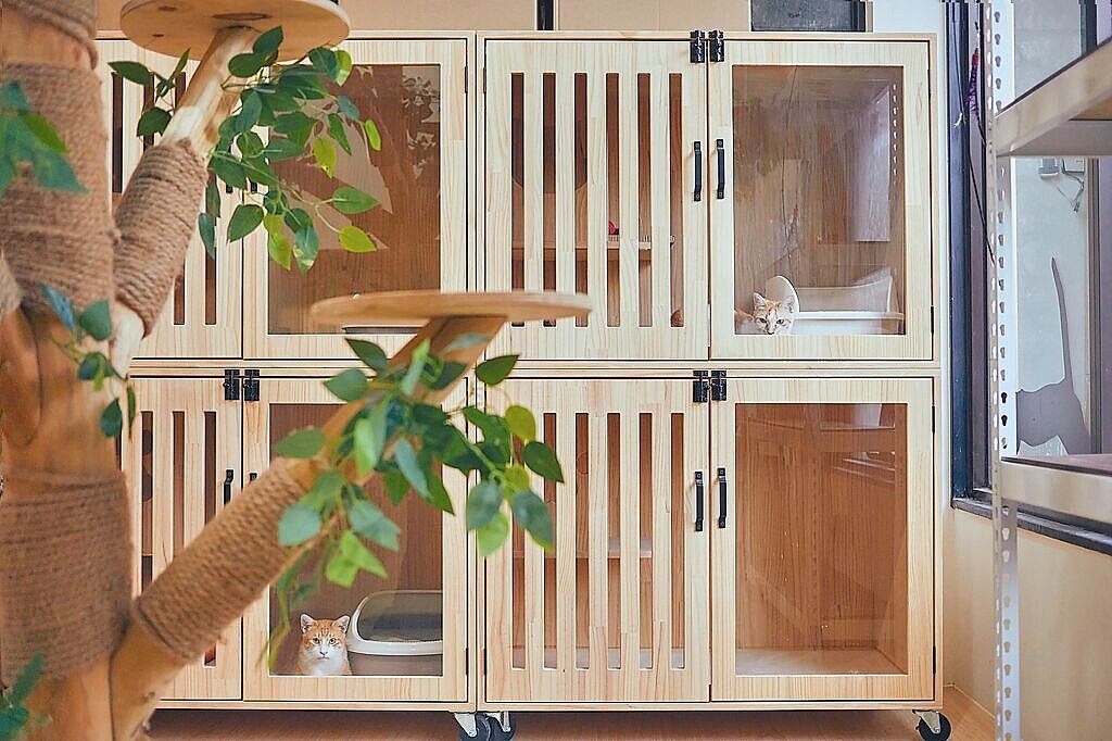 2月22日是日本「幸福貓之日」，為讓猴硐貓村貓咪獲得更完善照顧，新北市動保處自2月1日起，委由動保團體「台灣防止虐待動物協會」重新營運「猴硐貓公所」。（新北市動保處提供／柯毓庭新北傳真）
