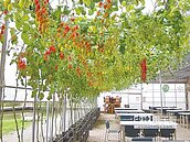 果園滴灌系統　每天省10噸水