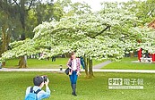 水資局流蘇花開　白雪落樹頭