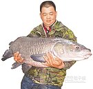 明德水庫探底　超級大魚被迫露臉