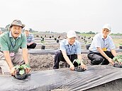 廢棄垃圾場　變身能源作物試驗區