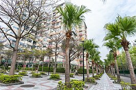 台大有一條知名的椰林大道，這裏則有一條迷你版的椰林大道。