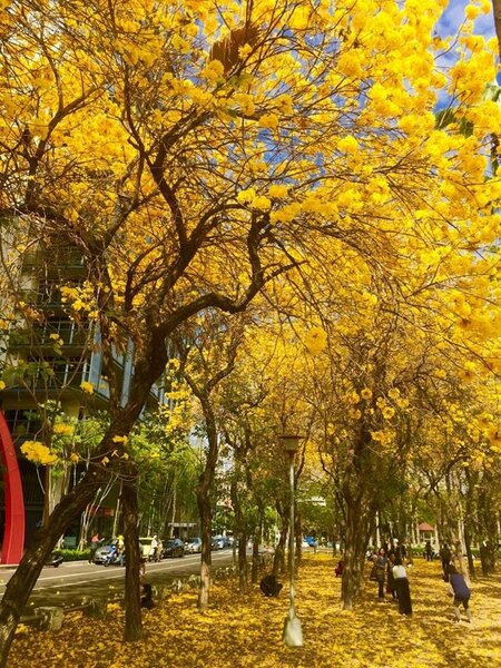 台南市長賴清德也忍不住在臉書po文介紹，形容在台南作為行道樹的黃花風鈴木，整片奔放，宛如一片片的黃金花海，在天空閃閃發亮（取自台南市長賴清德臉書）