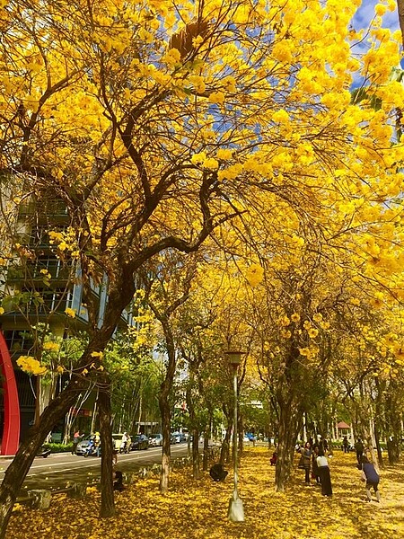 台南市長賴清德也忍不住在臉書po文介紹,形容在台南作為行道樹的黃花風鈴木,整片奔放,宛如一片片的黃金花海,在天空閃閃發亮(取自台南市長賴清德臉書)