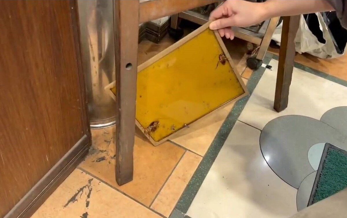 基隆一家咖啡餐飲老店，遭客人抱怨「聽到老鼠打架」還掉下來， 嚇到了。業者今天說，有定期清潔消毒，還有買黏鼠板，但一直防堵不了，對客人很抱歉。記者邱瑞杰／翻攝