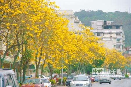 春色美景花蓮市商校街的特色行道樹黃花風鈴木盛開，美不勝收。（阮迺閎攝） 