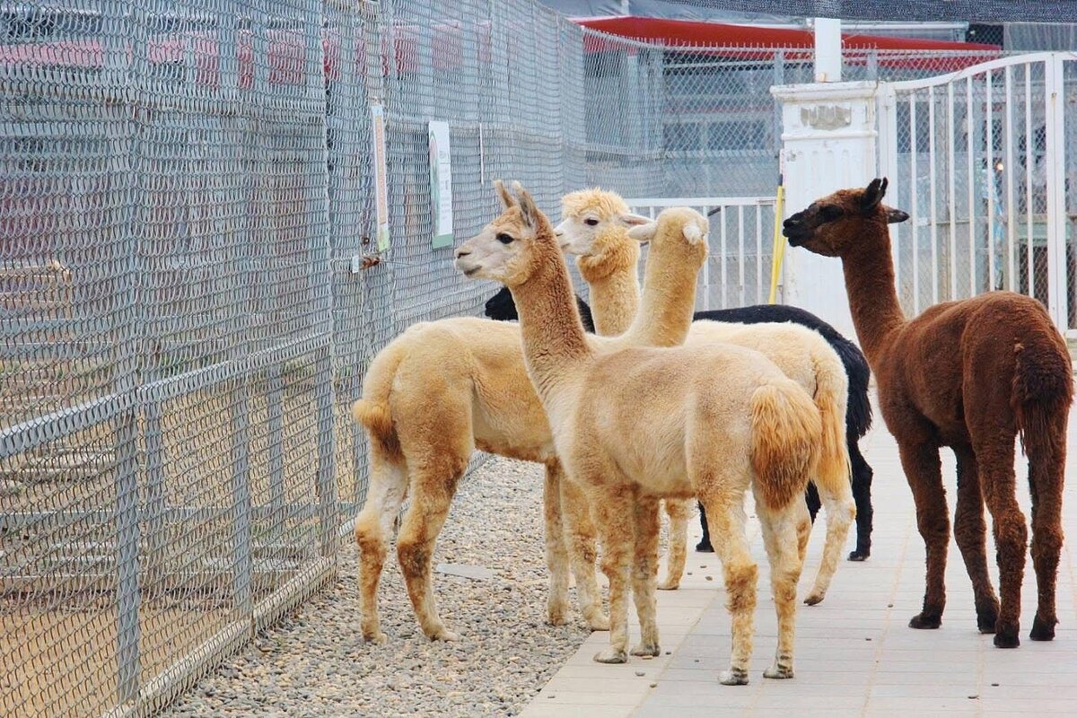 埔心牧場飼養多樣化動物及擁有大片園區，是桃園著名的親子景點。圖／翻攝埔心牧場官方臉書粉專