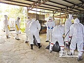 又檢出H5N2　新豐撲殺萬隻鴨