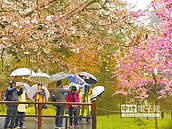 阿里山櫻花季　萬種風情