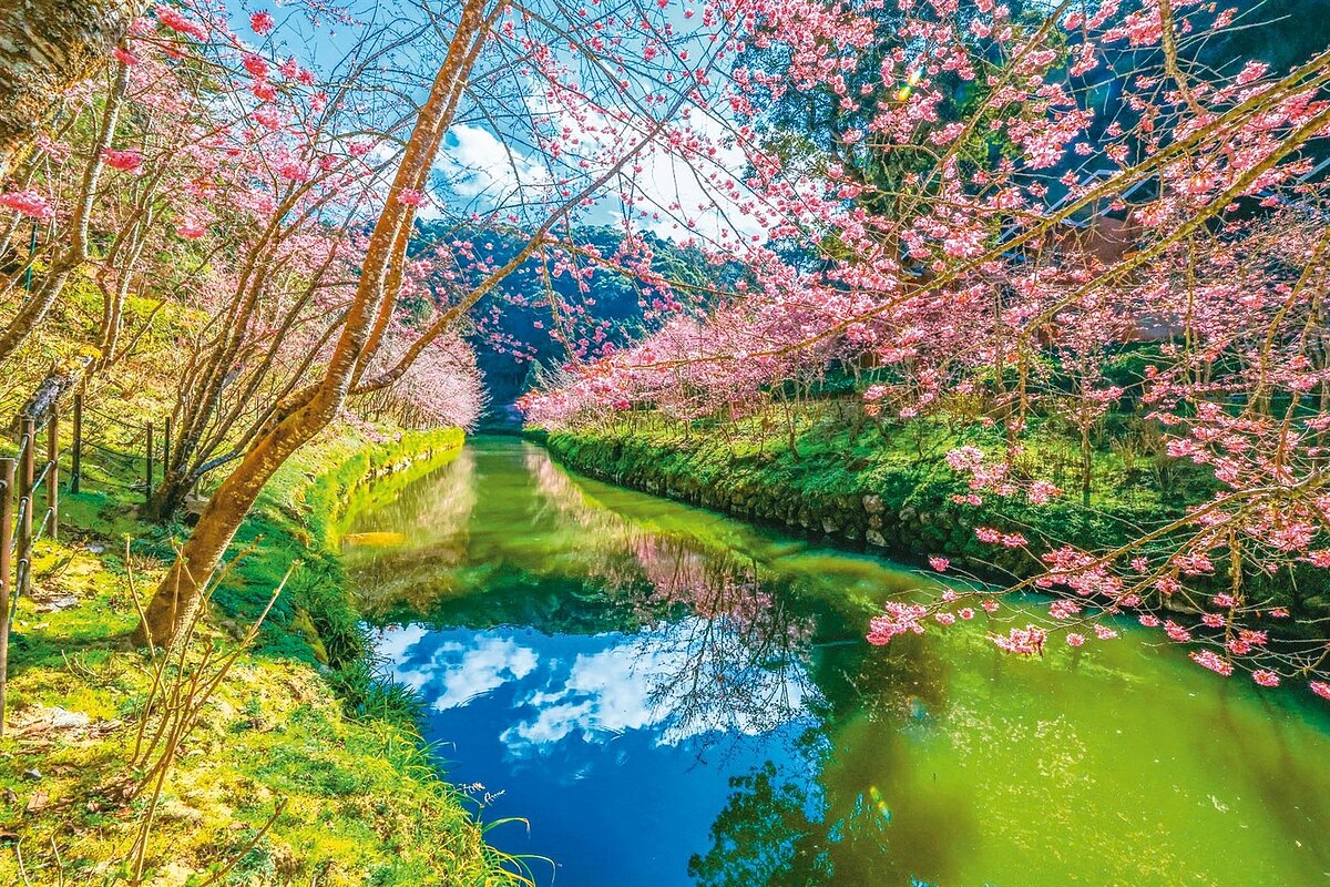 林溪河岸櫻花，更顯浪漫。圖／杉林溪提供