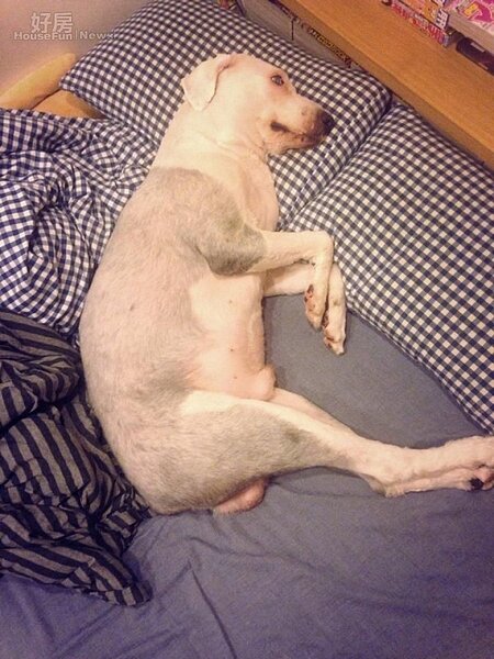 7.剛剃完毛的哈魯,躺在床上模樣超惹人憐!