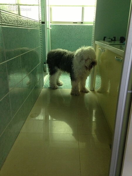 9.廚房與廁所的牆壁,用水藍色磁磚打造出另一片風情。