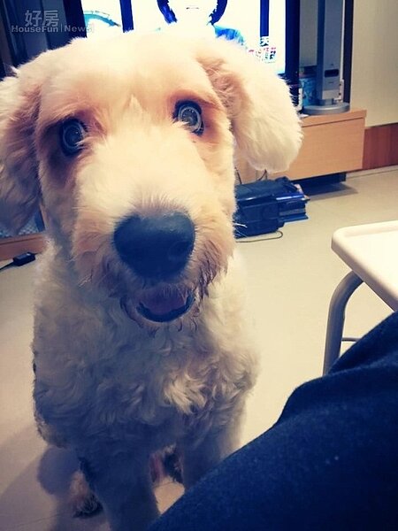 2.H看電視,哈魯則跑到跟前撒嬌,看起來超可愛!