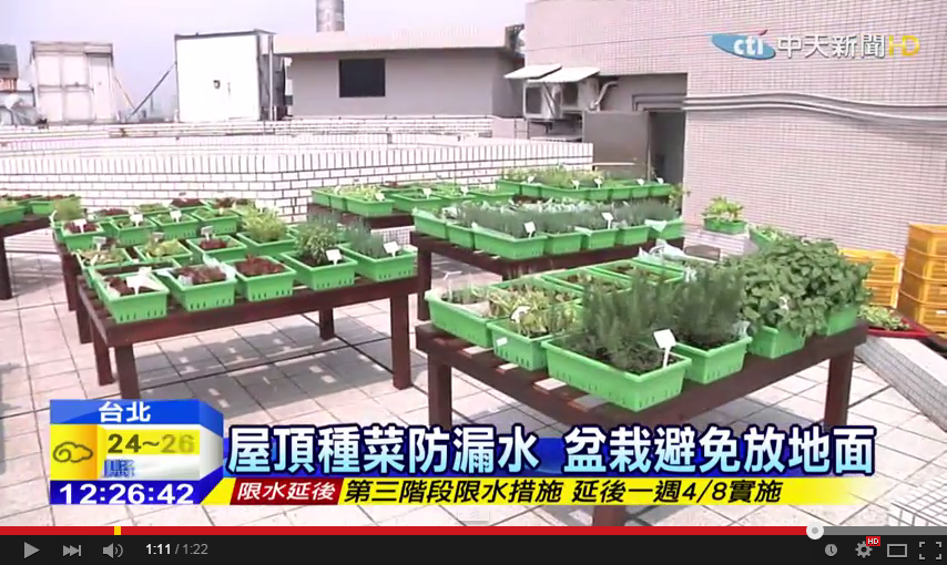 想在樓頂「安全」的種菜,之中學問可不少。(翻攝自中天新聞Youtube)