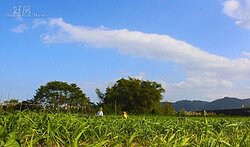 遏止農舍炒作修正規定　農民資格竟越修越寬大放水