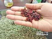 銅鑼「葉用枸杞」沖炒泡高價值