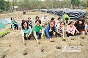 大埔有機菜園　居民搶認養