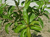 山坡農地活化　白冷圳社區促廣植牛樟樹