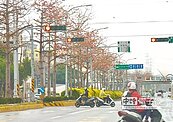台灣大道木棉花落機車倒　頻闖禍