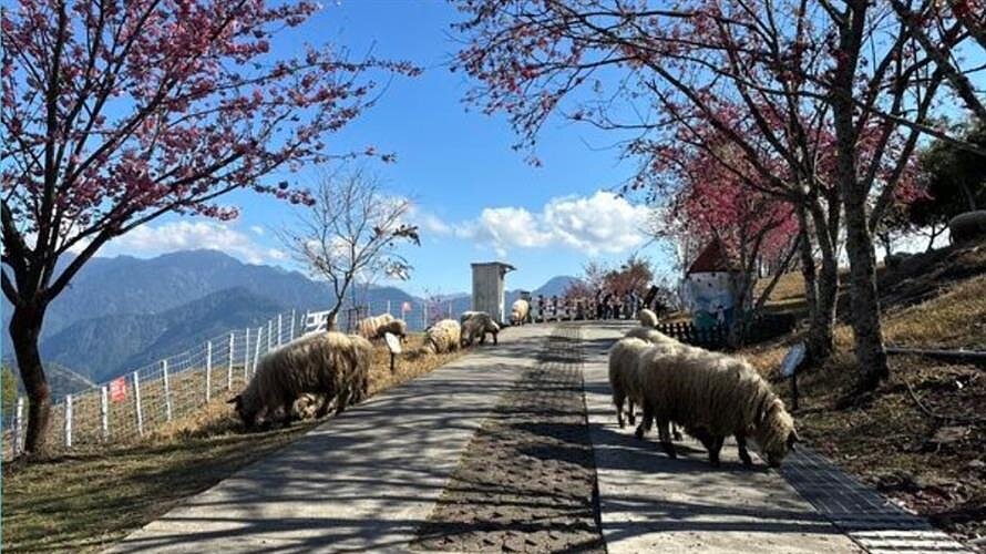 清境農場粉紅櫻花綻放，綿羊在樹下悠哉活動。清境農場提供