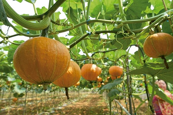少雨水滋養埔里南瓜量減個頭小 好房網news