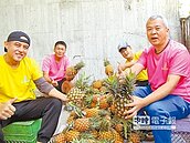 農業轉型　4個酷老頭種鳳梨